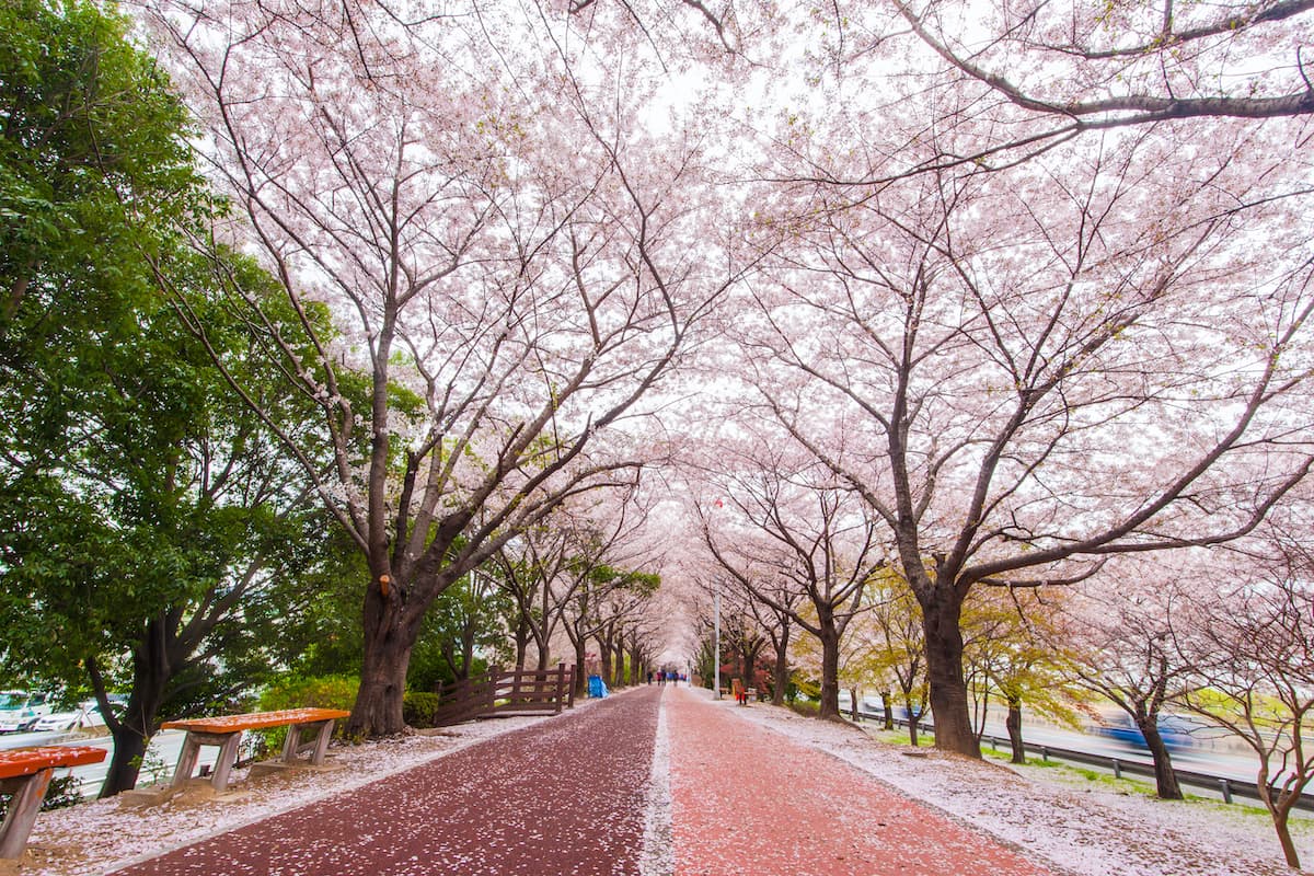 South Korea - Busan 4