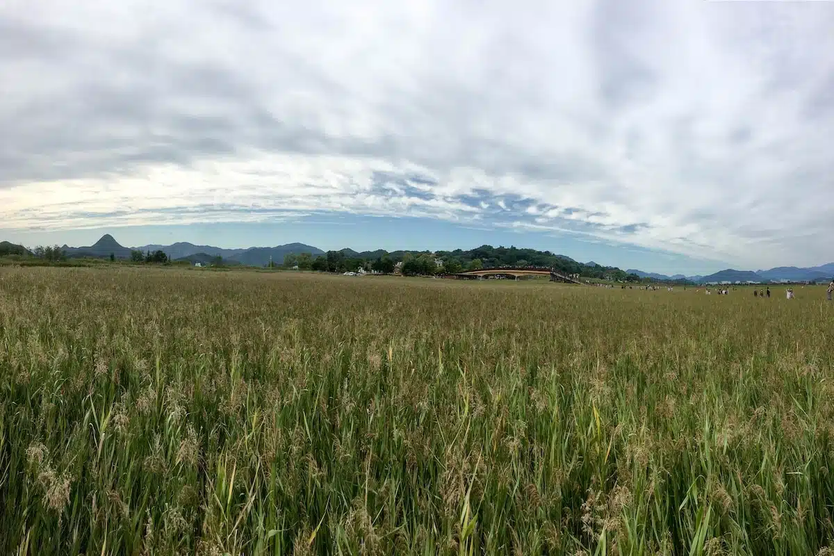 South Korea - Suncheon - Baie Suncheon 6