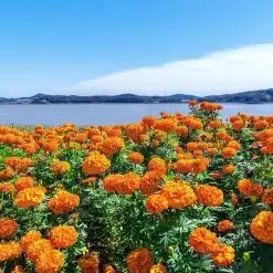 South Korea - Ganghwado 1