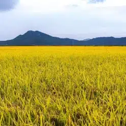 South Korea - Ganghwado 4