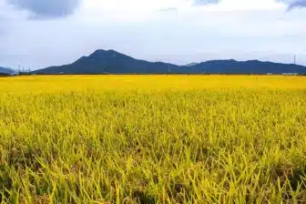 South Korea - Ganghwado 4