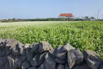 South Korea - Jeju Island 13