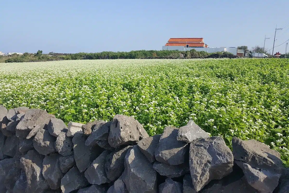 South Korea - Jeju Island 13