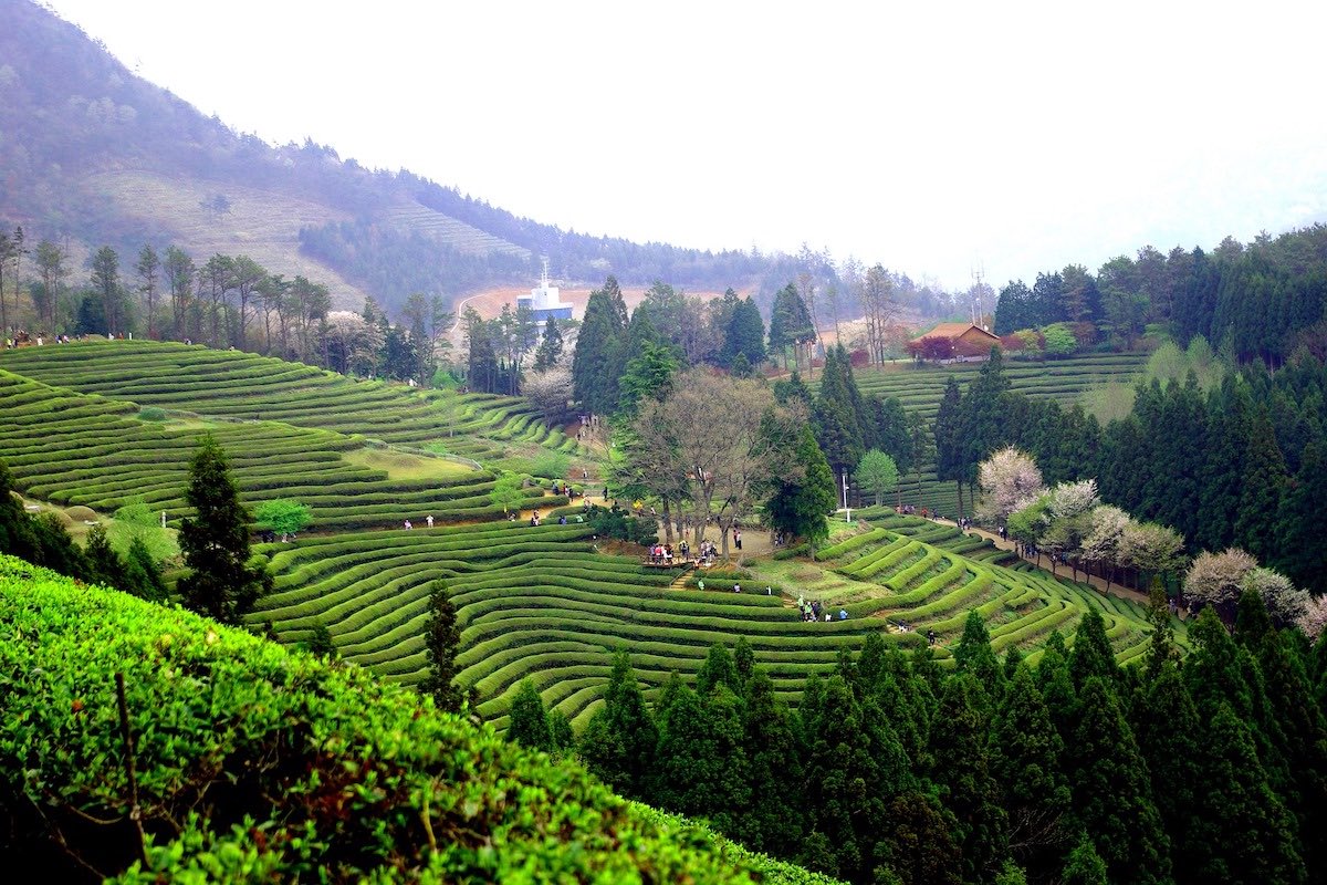 South Korea - South Jeolla - Boseong 2