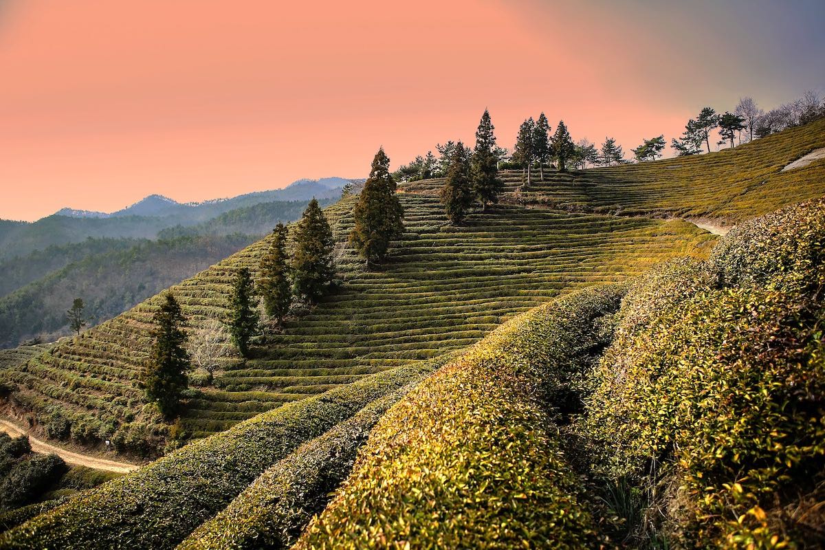 South Korea - South Jeolla - Boseong 3