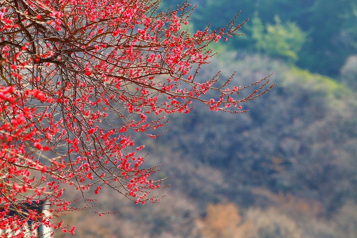 South Korea - South Jeolla - Gurye 2 - Hwaeomsa