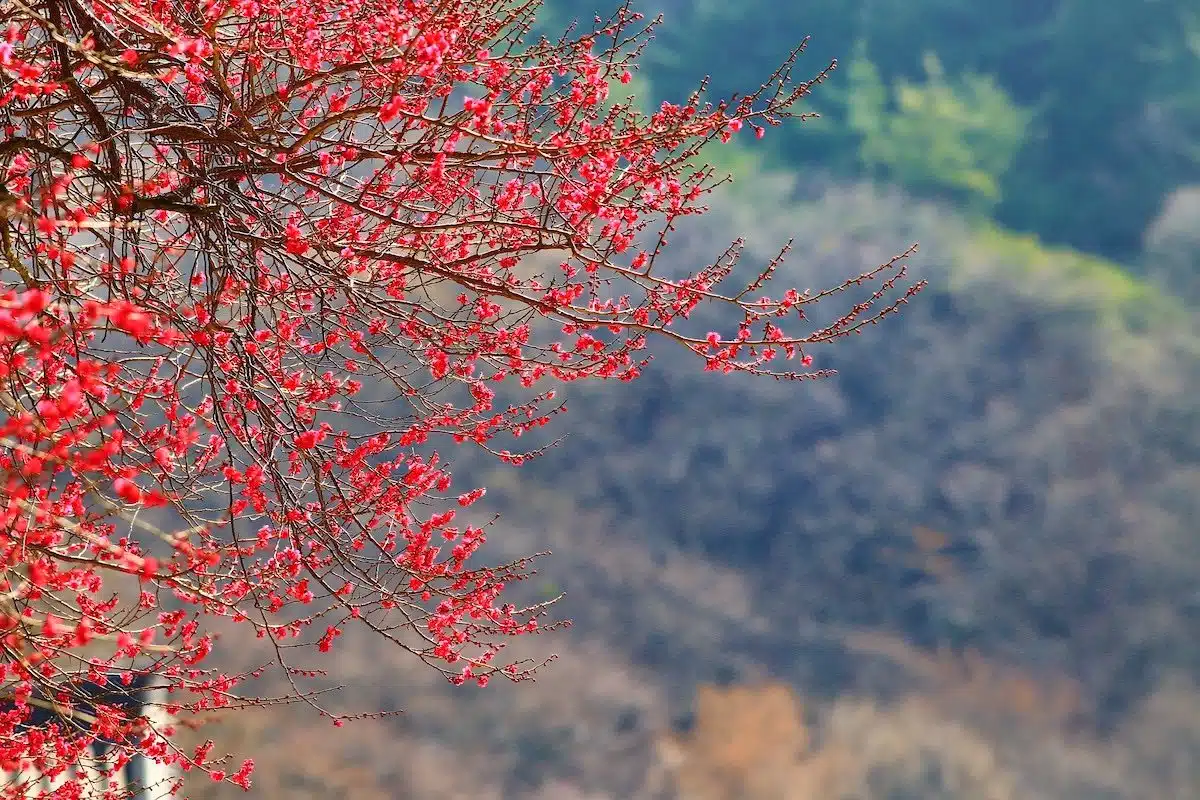 South Korea - South Jeolla - Gurye 2 - Hwaeomsa